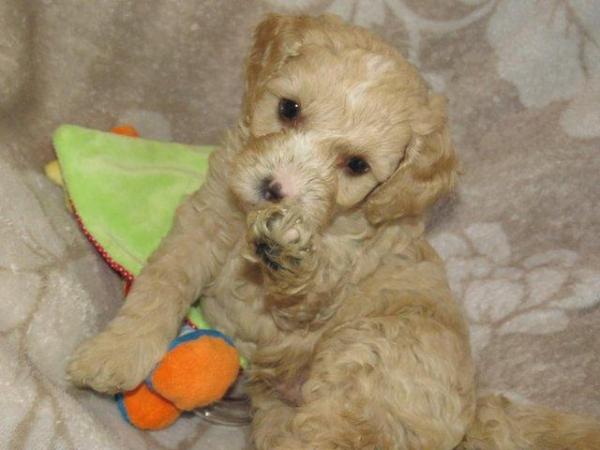 Image 24 of RED KC REG TOY POODLE FOR STUD ONLY! HEALTH TESTED