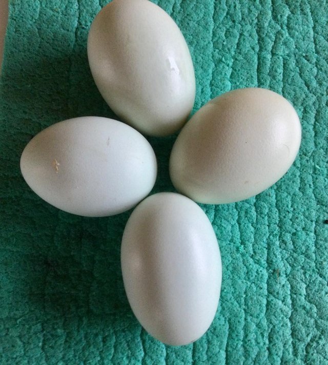 Preview of the first image of Lavender Araucana Fertile Eggs.