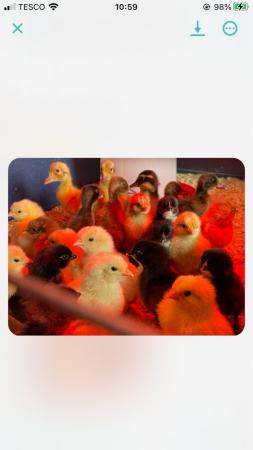 Image 1 of Chicks for sale as hatched
