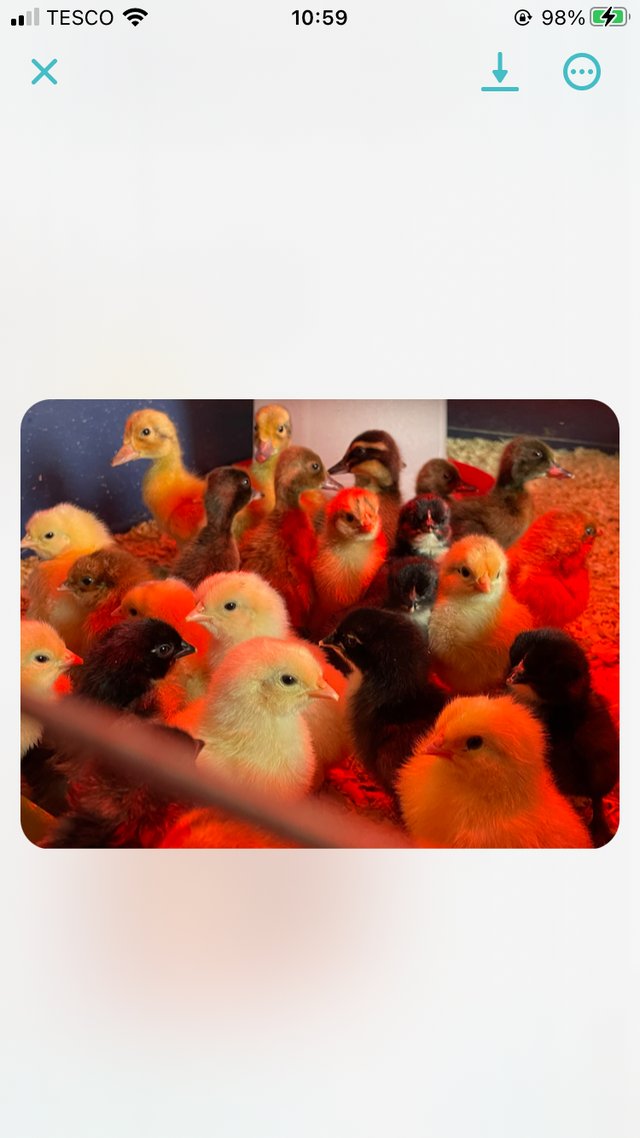 Preview of the first image of Chicks for sale as hatched.