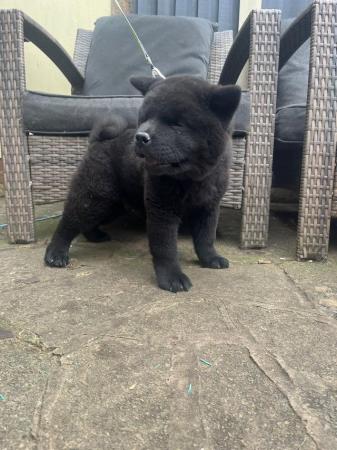 Image 7 of male short haired chow chow