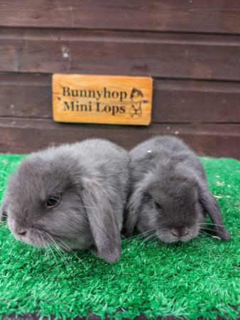Image 9 of Miniature Lop Baby Rabbits available now
