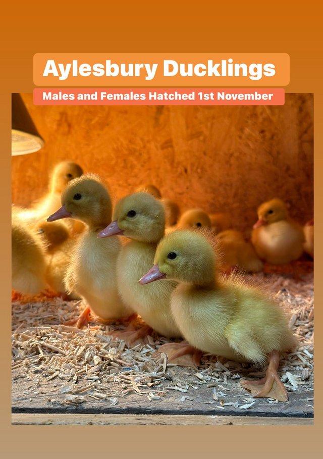 Preview of the first image of Female and Male Aylesbury Ducklings.