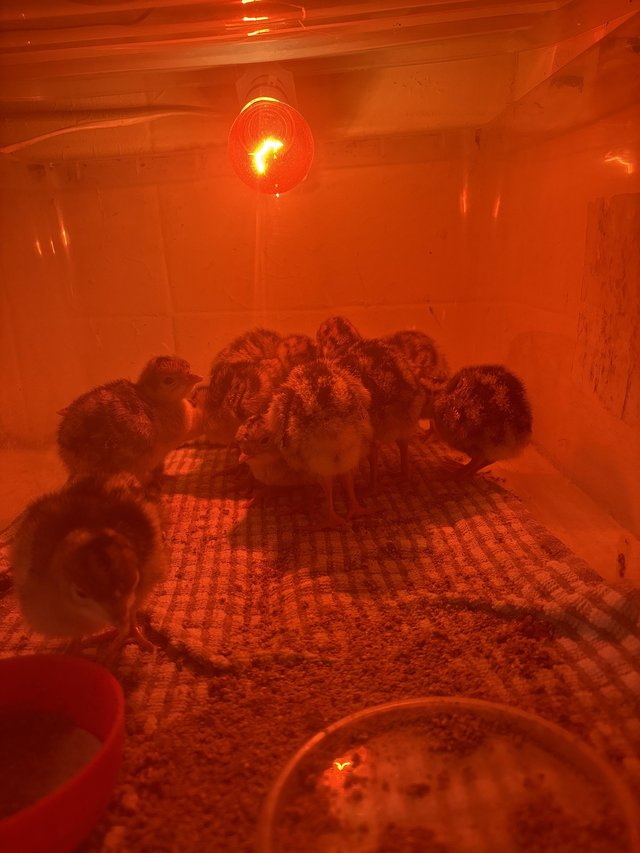 Preview of the first image of Day old Turkey chicks for sale 25 intotal.