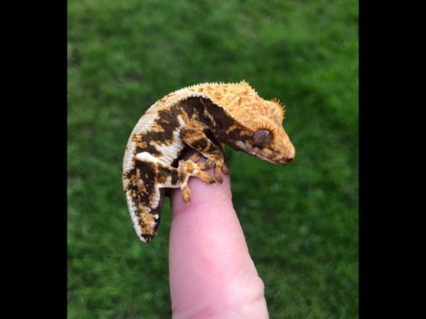 Image 4 of Lilly white crested gecko