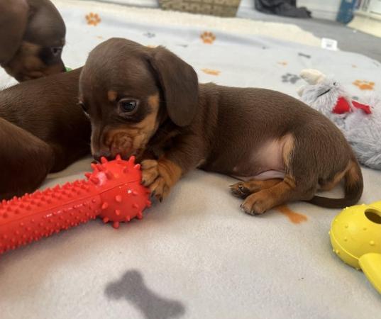 Image 3 of Beautiful health tested miniature smooth dachshund