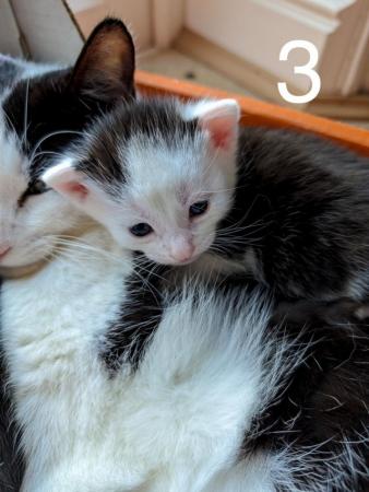 Image 2 of 4 gorgeously friendly kittens for sale!
