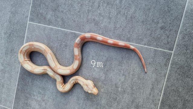Image 7 of Albino roswell Laddertail boa constrictor male