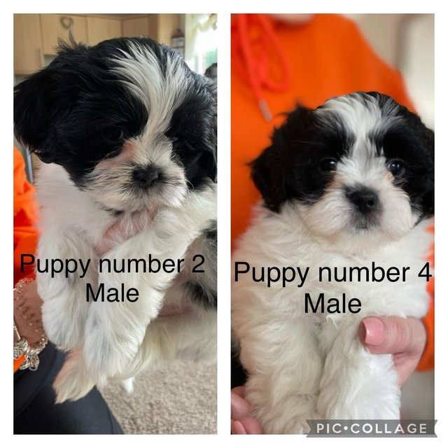 Preview of the first image of LANCASHIRE ZUCHON PUPPIES FOR SALE - Shih Tzu x Bichon Frise.