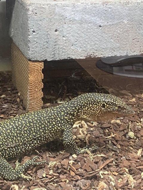 Preview of the first image of Solomon island Mangrove monitor.