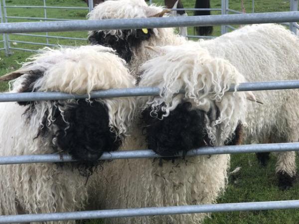 Image 1 of Valais blacknose Tup lambs for sale