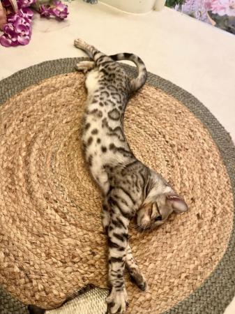 Image 2 of 1 year old Silver Glitter Bengal Cat