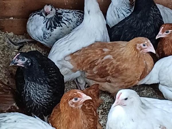 Image 3 of 10 week old Pullets Mixed Breeds for sale