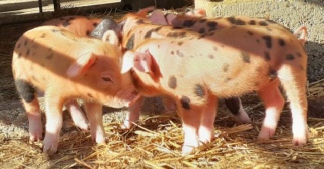 Image 3 of Weaner pigs - Oxford Sandy and Black