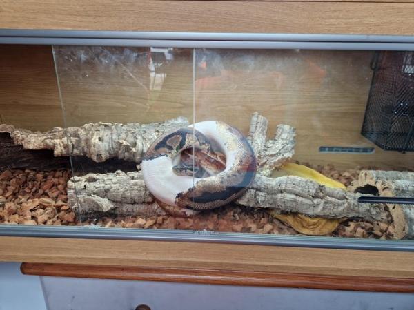 Image 1 of Male Pied royal python  for sale