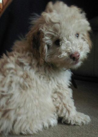 Image 36 of Tiny phantom HEALTH tested poodle for STUD ONLY