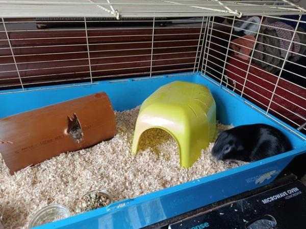 Image 1 of Guinea pigs male and female