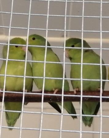 Image 6 of Baby Parrotlets Ready to leave