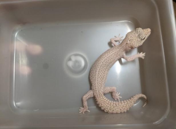 Image 16 of Some stunning leopard geckos males and females