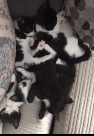 Image 1 of Kittens for homing ready 8th June