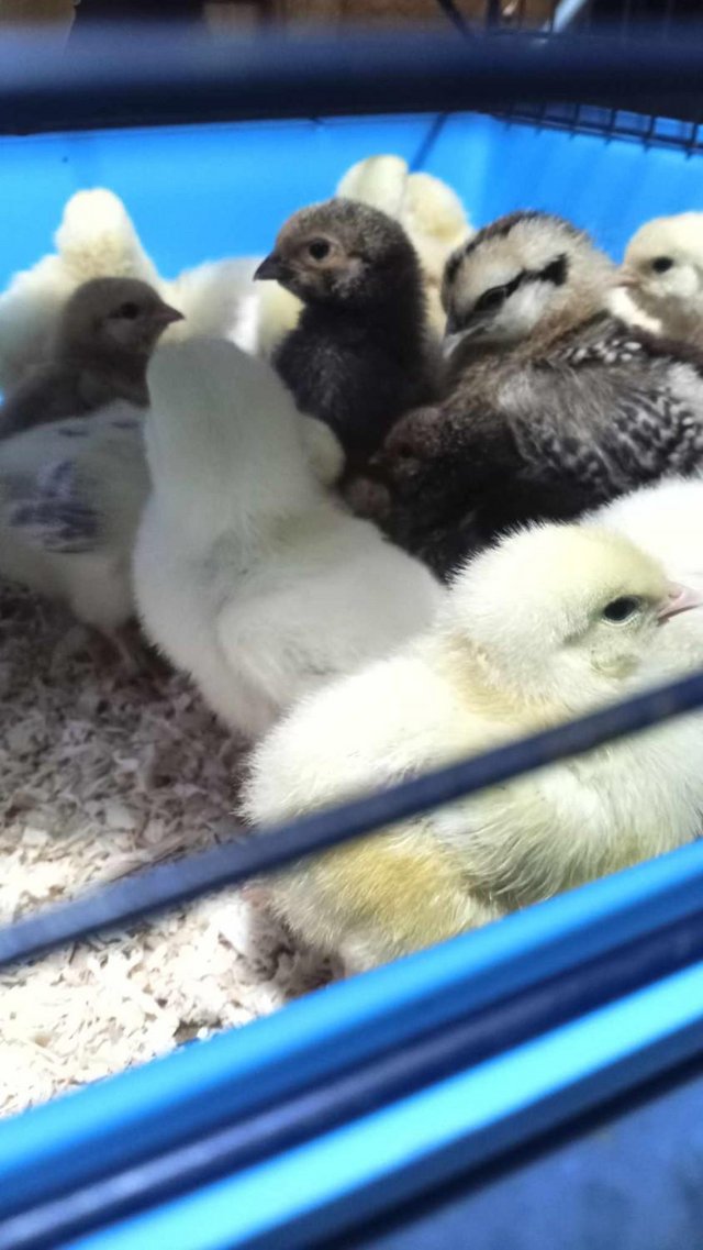 Preview of the first image of 5 week old unsexed chicks still require heat.