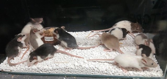Image 18 of Baby Rats Dumbo's and Straight ears