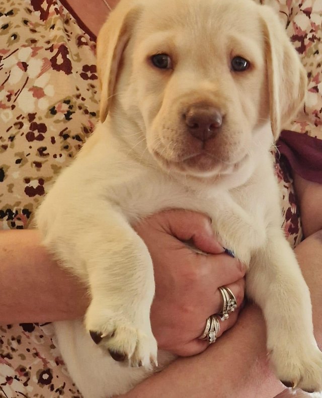 Preview of the first image of stunning labrador puppies.