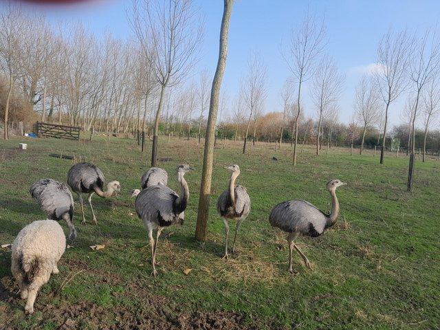 Preview of the first image of 6 Grey Rheas. A pair and 4 young.