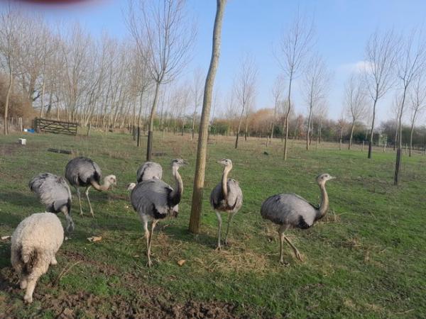 Image 1 of 6 Grey Rheas. A pair and 4 young