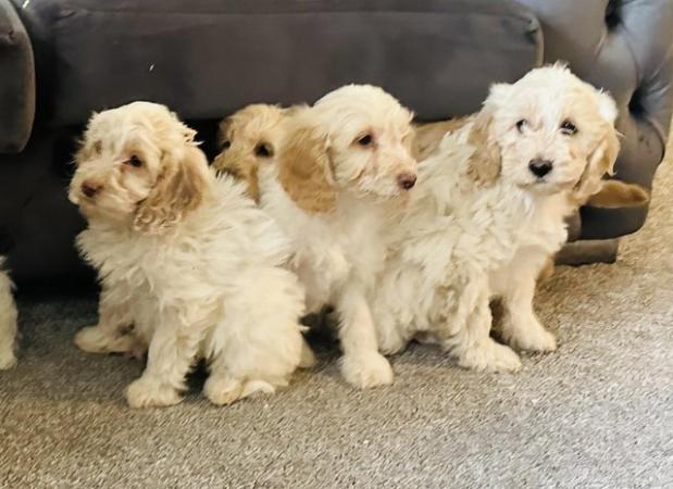 Image 6 of 8 week old f1 cockapoo puppies ready to leave