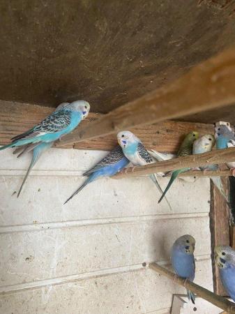 Image 7 of Baby budgies for sale please message