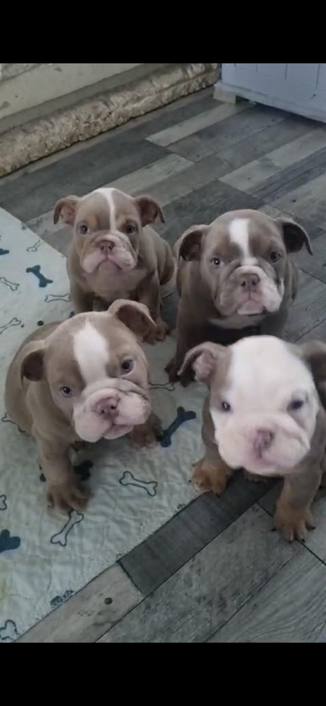 Preview of the first image of English bulldog puppies only 1 boy and 2 girls left.