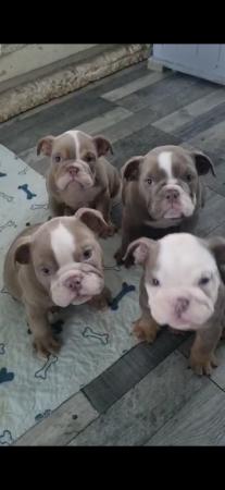 Image 1 of English bulldog puppies only 1 boy and 2 girls left