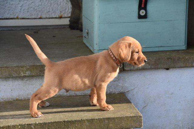 Image 9 of Fox red Labrador puppies ready now