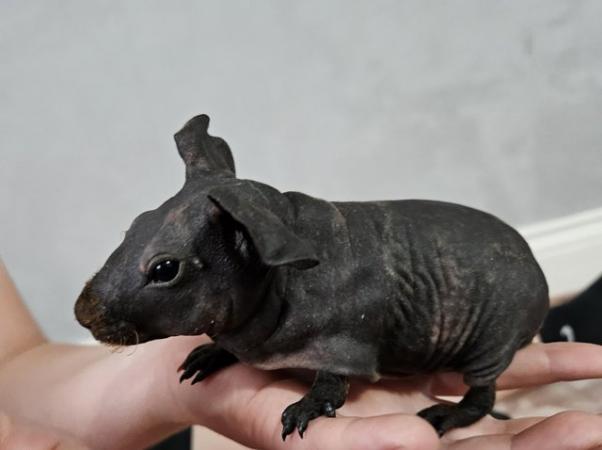 Image 1 of 4 skinny pigs for sale £85 each ready to leave 29th May