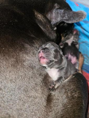 Image 12 of French bulldog 5 weeks Ready from 8 weeks pending vet check