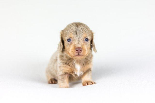 Image 4 of Female Isabella Long haired miniature dachshunds