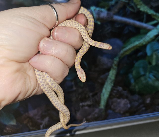Preview of the first image of Baby Albino Checkered Garter Snakes.