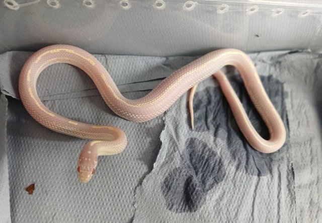 Image 2 of 2 Female King snakes , Hight White Albino Stripe ,
