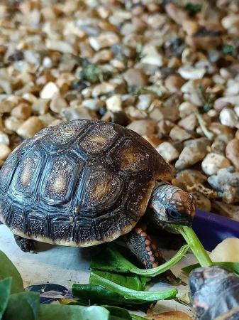 Image 5 of Baby Redfoot Tortoises ALL NOW SOLD!!!