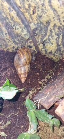 Image 6 of 5 GIANT AFRICAN LAND SNAILS