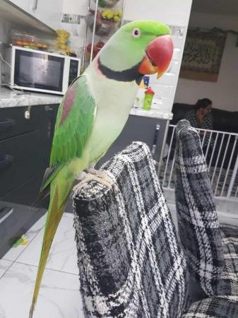 Image 3 of 3 Three-years old hand reared Alexanderine parrot for sale