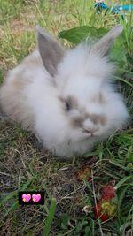Image 2 of Lionhead with mini lop, 9 weeks old beautiful friendly baby