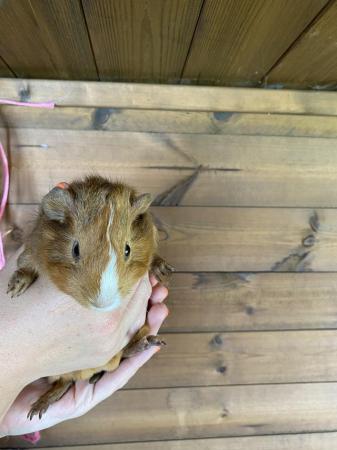 Image 6 of Male Guinea Pigs Ready To Leave