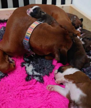 Image 3 of Litter of KC Boxer Puppies ready to leave