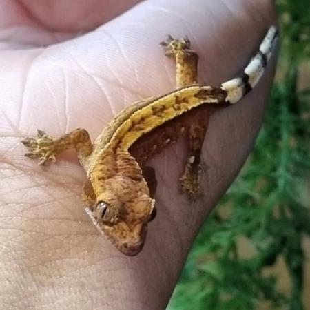 Image 26 of Gecko's Gecko's Geckos!