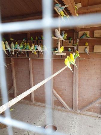 Image 4 of Budgies for sale variety of colours