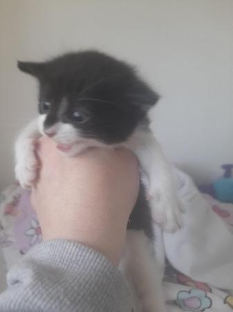 Image 1 of Kittens for sale x2 ready first week of may
