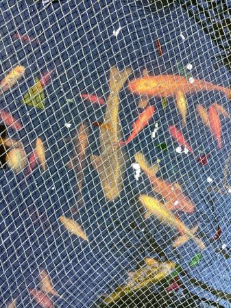 Image 5 of POND FISH: KOI, 80 other FISH POND PUMP AND FILTER