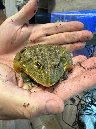 Image 3 of Giant African Bull Frog juvenile SALE